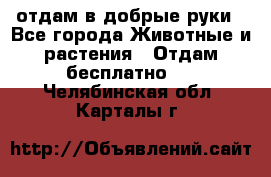 отдам в добрые руки - Все города Животные и растения » Отдам бесплатно   . Челябинская обл.,Карталы г.